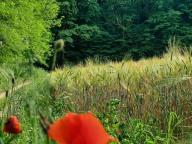 ALLENAMENTO DI NORDIC WALKING