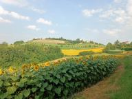 ALLENAMENTO DI NORDIC WALKING