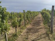 ALLENAMENTO DI NORDIC WALKING