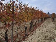 ALLENAMENTO DI NORDIC WALKING