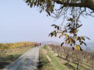 ALLENAMENTO DI NORDIC WALKING