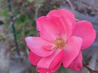 ALLENAMENTO DI NORDIC WALKING