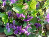 ALLENAMENTO DI NORDIC WALKING