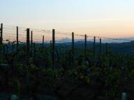 CAMMINATA IN NORDIC WALKING CON PAOLA A NIZZA MONF.TO