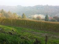NORDIC WALKING TRA CALAMANDRANA ALTA E ROCCHETTA PALAFEA