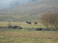 CAMMINATA IN TECNICA NORDIC WALKING