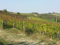 CAMMINATA IN TECNICA NORDIC WALKING CON PAOLA R.