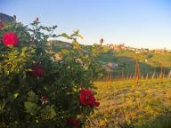 CAMMINATA IN TECNICA NORDIC WALKING CON PAOLA R.