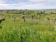 CAMMINATE IN TECNICA NORDIC WALKING