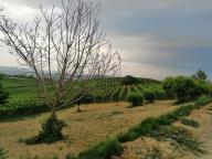 CAMMINATA IN TECNICA NORDIC WALKING CON PAOLA R.