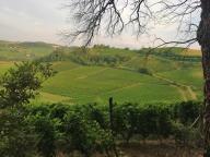 CAMMINATA IN TECNICA NORDIC WALKING CON PAOLA R.