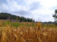 ALLENAMENTO DI NORDIC WALKING