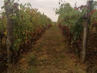 CAMMINATE IN TECNICA NORDIC WALKING