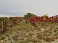 ALLENAMENTI DI NORDIC WALKING
