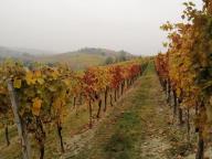 ALLENAMENTI DI NORDIC WALKING