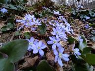 ALLENAMENTI DI NORDIC WALKING