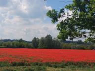 ALLENAMENTO DI NORDIC WALKING