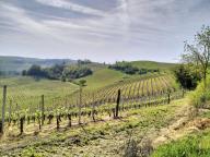 ALLENAMENTO DI NORDIC WALKING