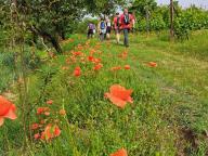 ALLENAMENTO DI NORDIC WALKING